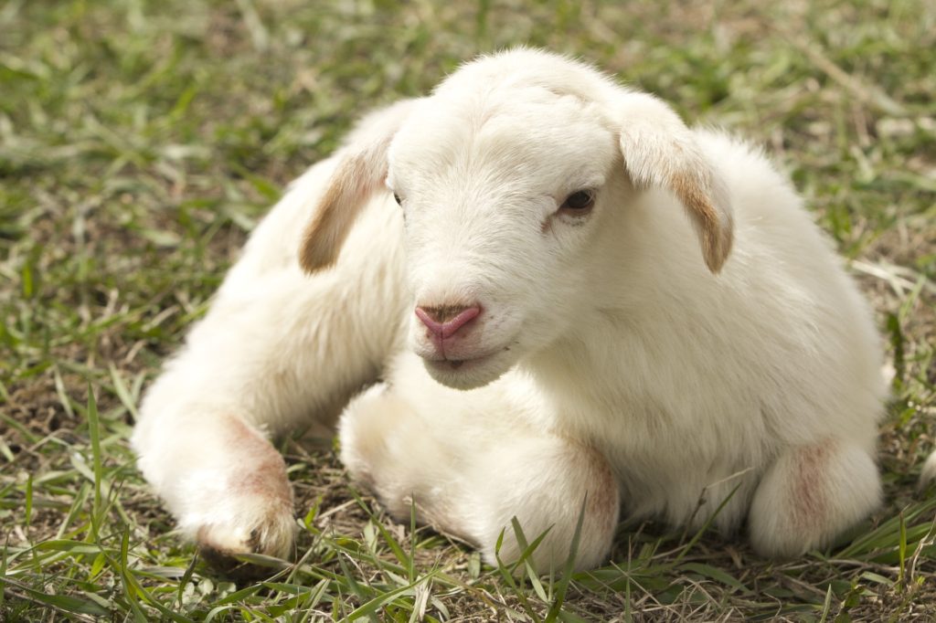 Baby lamb